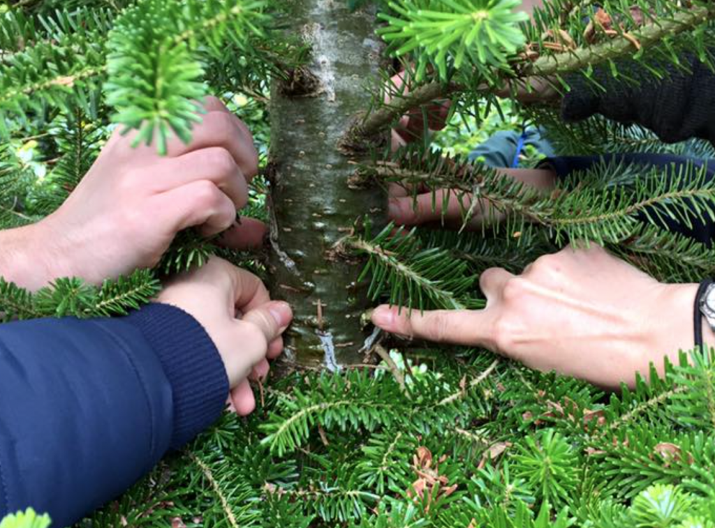 Forager’s Guide to Conifers Galloway Wild Foods