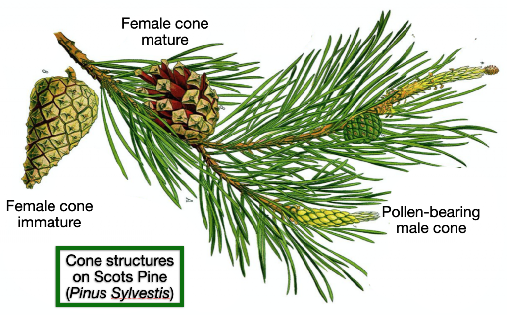 Forager’s Guide to Conifers – Galloway Wild Foods