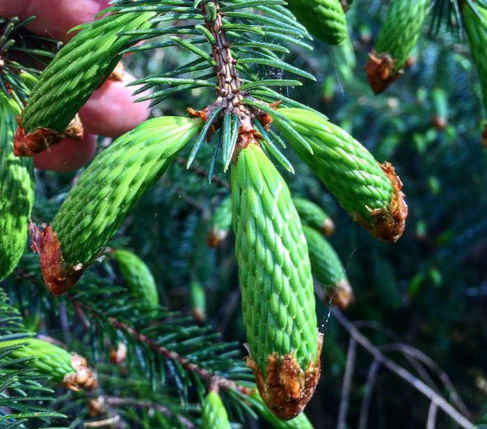 Do deer eat pinecones?