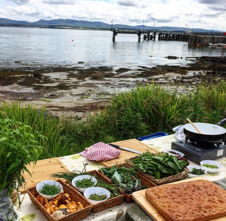 Forager’s Guide to Conifers Galloway Wild Foods