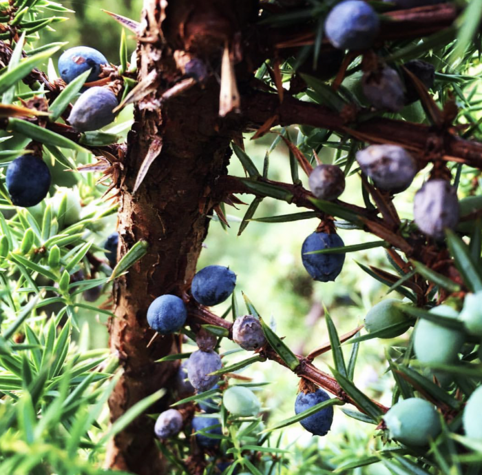 The Food And Medicine Of The Juniper Tree: An Easy Plant To Forage