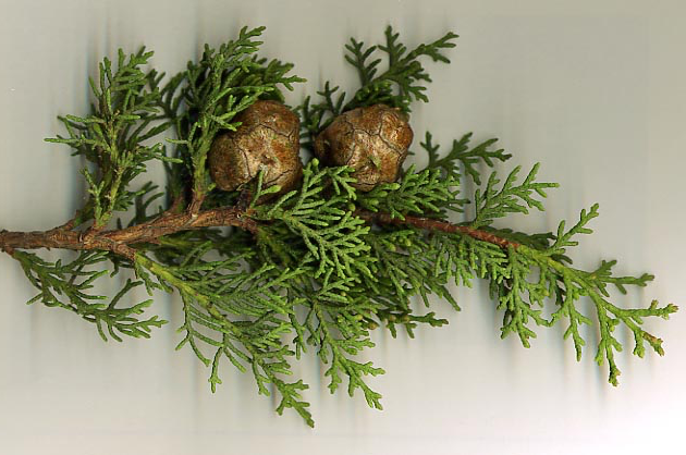 11 Reasons You Should Go Out Foraging For Pine Needles