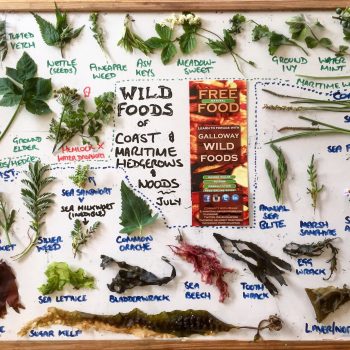 A selection of our find from a previous similar foraging walk. ©GallowayWildFoods.com