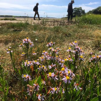 sea aster and foragers. 
©GallowayWildFoods.com