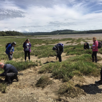 Foraging sea plantain on the salt marsh