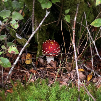 fly agaric