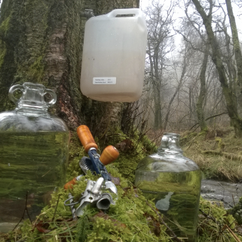 Explore sustainable methods for harvesting birch sap
