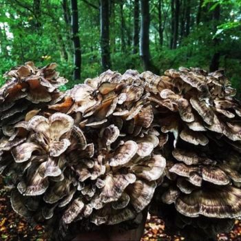 Hen of the Woods