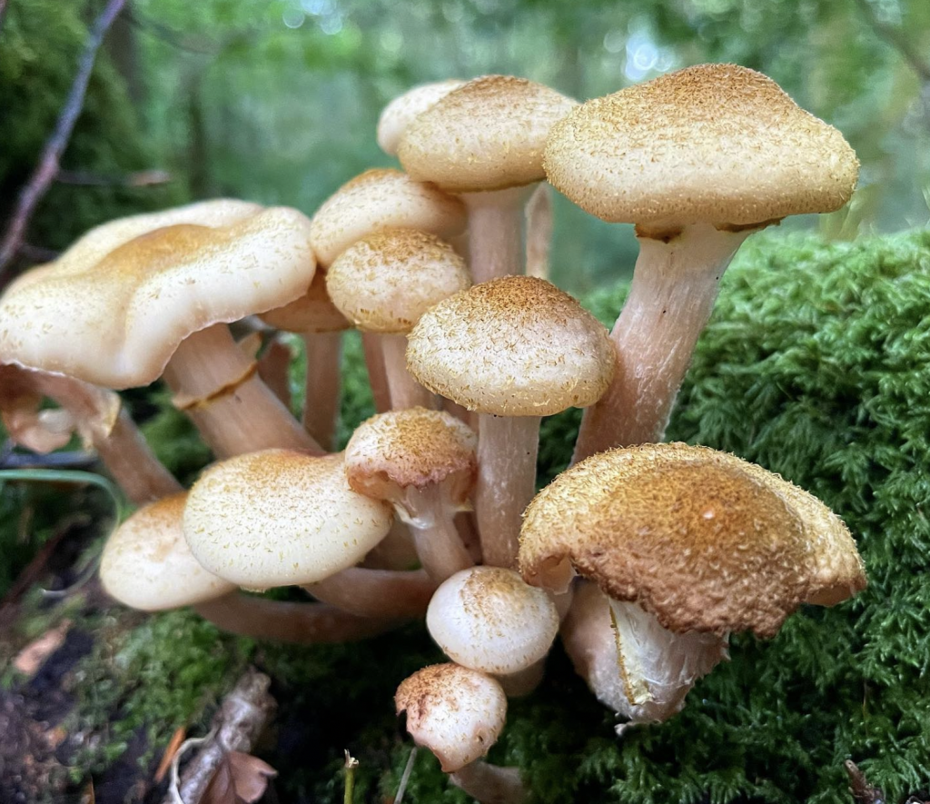 Honey Fungus Identification, Edibility, Distribution, Ecological Role