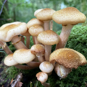 Young honey fungus growing in a typical tuft. ©GallowayWildFoods.com