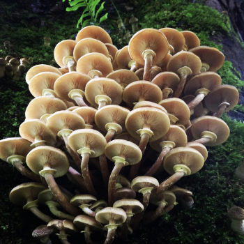 Honey fungus, Armillaria mellea