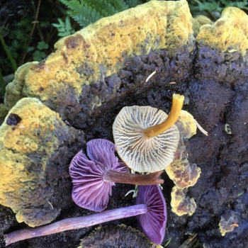 Dyer's mazegill, winter chanterelles and amethyst deceivers.
Image ©GallowayWildFoods.com