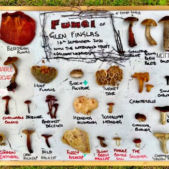 Some of the finds from a previous foray. ©GallowayWildFoods.com