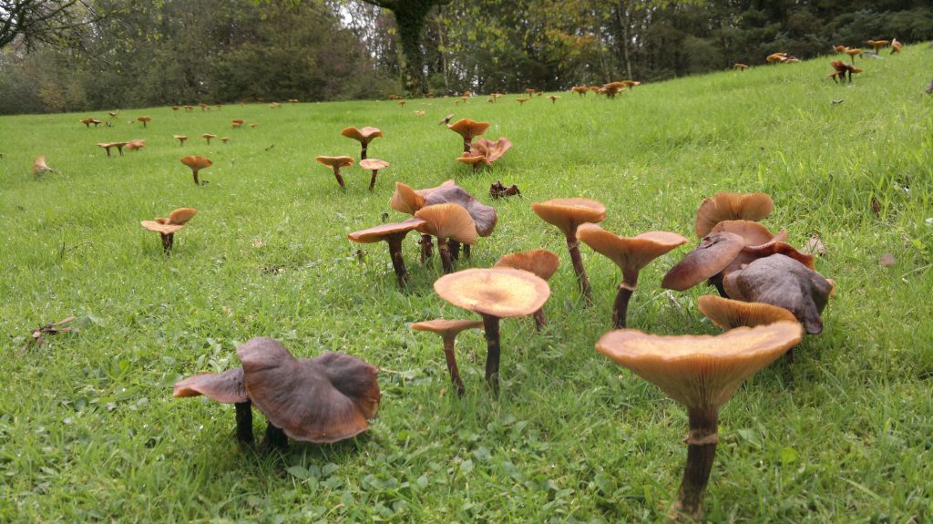 Honey Fungus Identification, Edibility, Distribution, Ecological Role