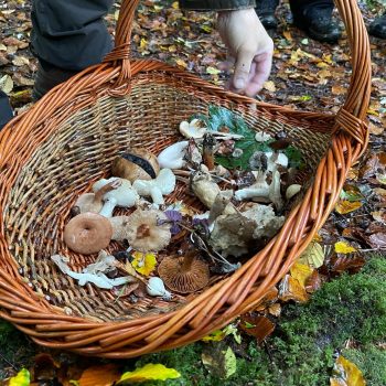 Basket of wild mushrooms