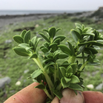 Sea sandwort, mid April, Galloway. The whole shoot is edible. ©GallowayWildFoods.com