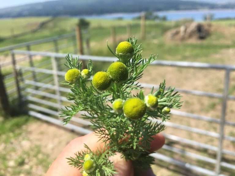 Pineapple Weed Identification, Edibility, Distribution, Ecology, Recipes Galloway Wild Foods