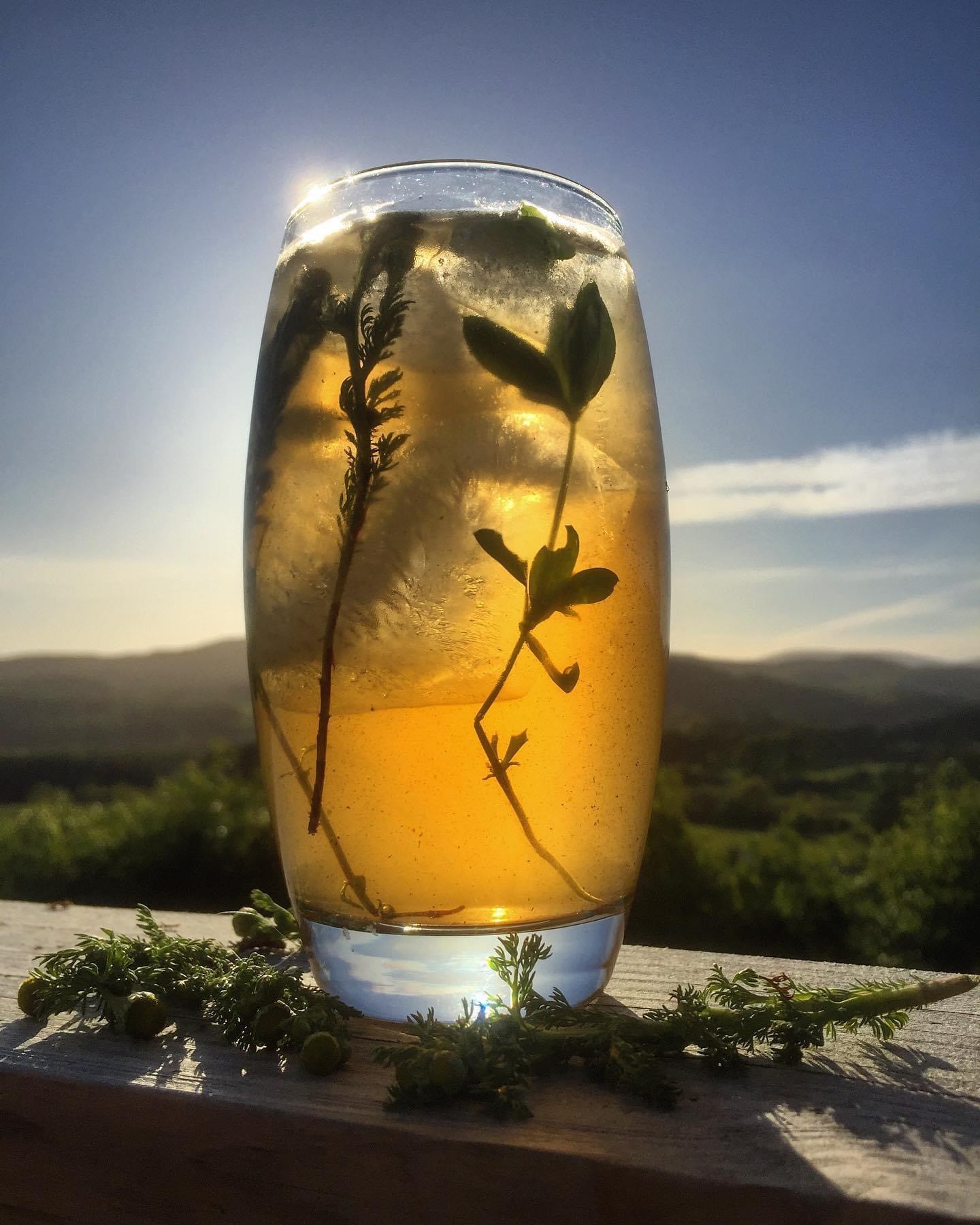 Pineapple Weed Identification, Edibility, Distribution, Ecology