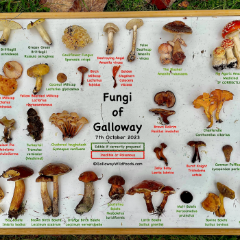 Fungi layout detailed