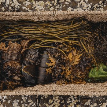 Coastal Foraging-May2025-9840